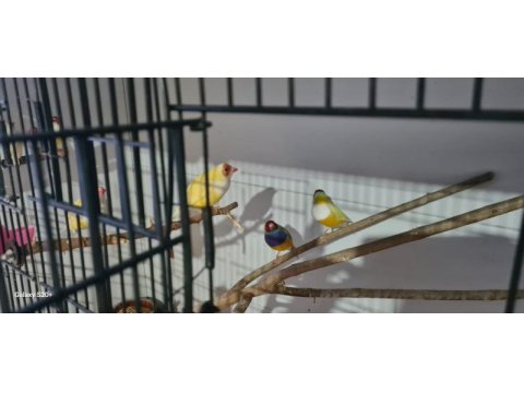 Mavi ve sarı goldian finch takımlar