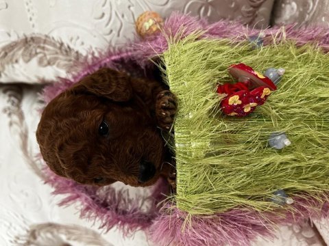 Toy poodle red brown safkan şecereli