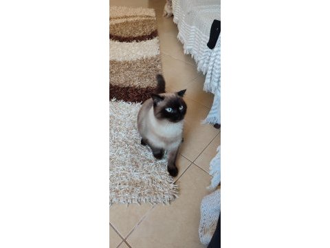 Orijinal british shorthair