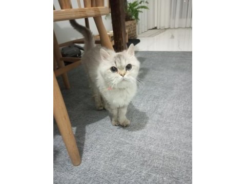 Kedimiz yeni yuvasını arıyor