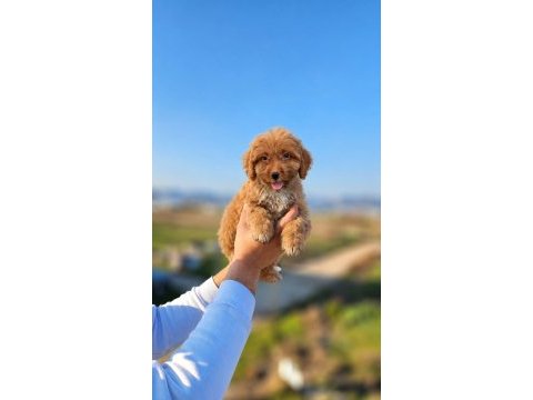 Maltipoo güzellikler