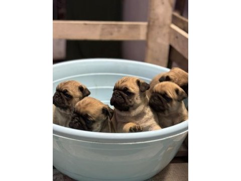 Show class pug mops bebekler