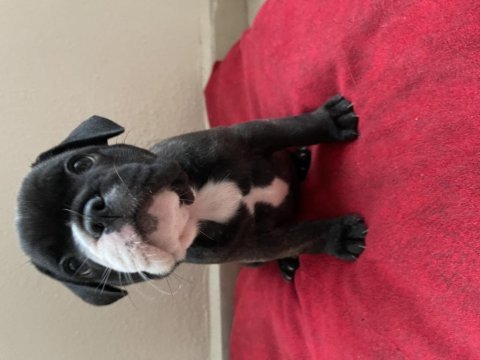 French bulldog yavru