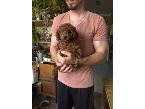 Oyuncu akıllı ve yaramaz poodle