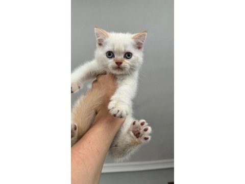 British shorthair dişi