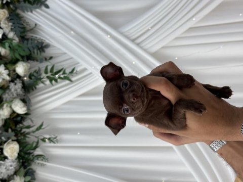 Çikolata prenses chihuahua