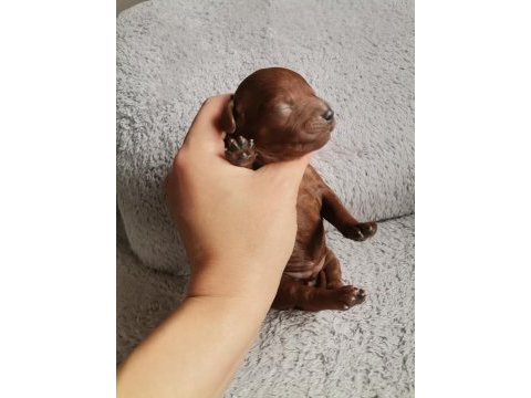Toy poodle 2 erkek dark brown