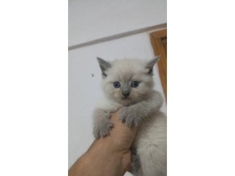 Koca kafa kedilerimiz aa kalıte safkandır
