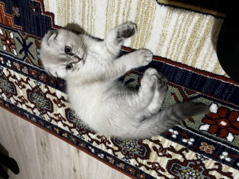 Scottish fold kızımız lokum
