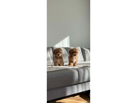 Kore maltipoo efsanesi