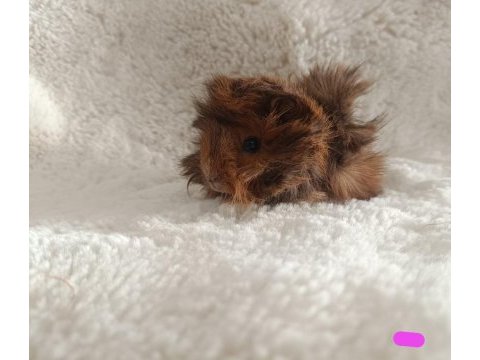 Sevimli guinea pig yavruları