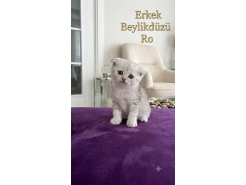 Sevimli scottish fold paticikler teslime hazır