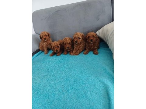 Petmode köpek çiftliğinden aktif 10 adet toy poodle