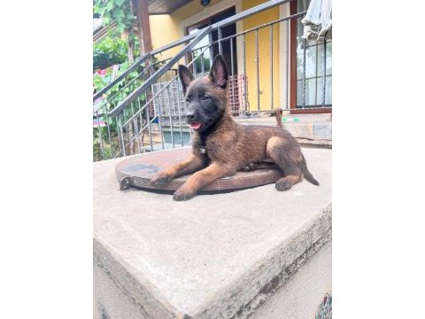 Siyah maske erkek malinois hırs küpü