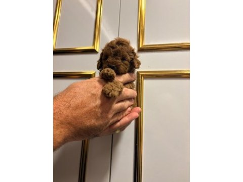 Micro teacup poodle