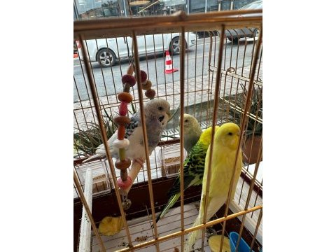 Ele alışık muhabbet kuşu