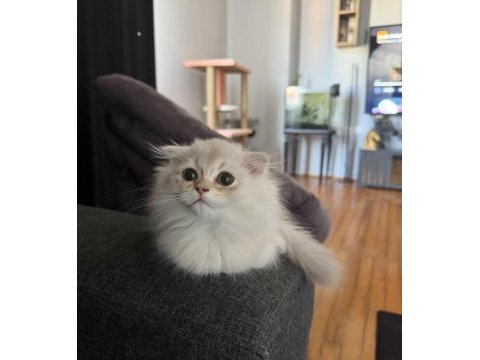 Rusya kanı scottish fold longhair erkek yavrumuz