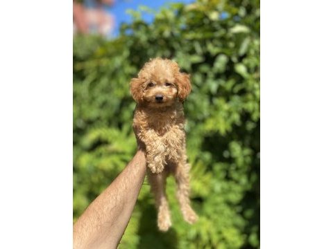 Çok sevimli ve oyuncu toy poodle yavrumuz