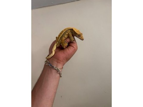 Crested gecko