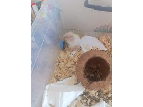 Ücretsiz verilecek hamster