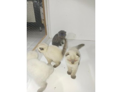 Scottish fold yavruları 40 günlük