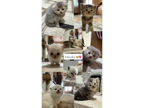 8 tane scottish fold yavruları