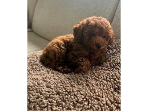 Kore kan poodle