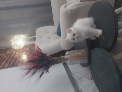 Beyaz british shorthair baba kız