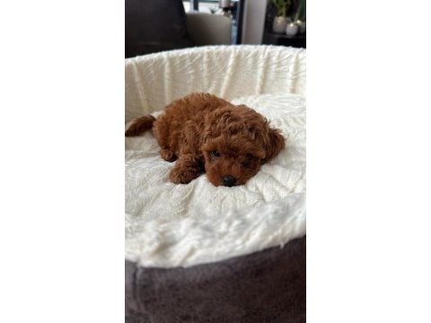 Minnacık yavru toy poodle bebeğim