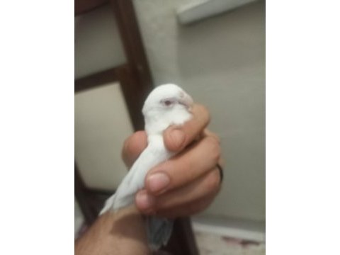 Kırmızı göz albino takım forpus papağanı