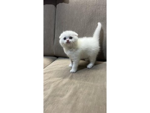 55 günlük kartopu scottish fold yavrumuz yeni yuva arıyor