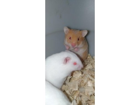 Yavru syria hamsterlar