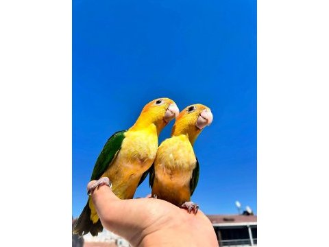 El besleme bebek caique