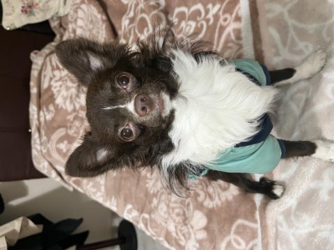 Chihuahua köpeğimize gelin adayı arıyoruz