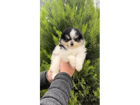 En özeli bizim olsun diyenlere three color pomeranian