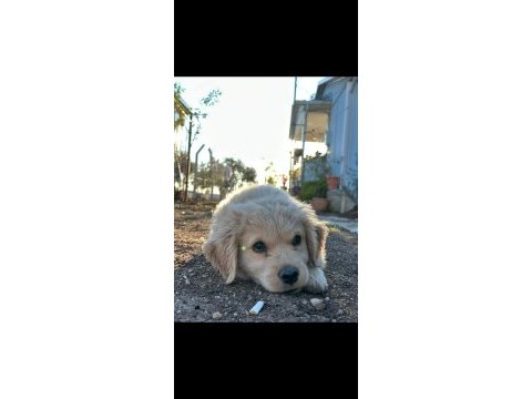 Baby face golden retriever