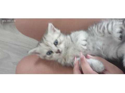 Scottish fold yavru