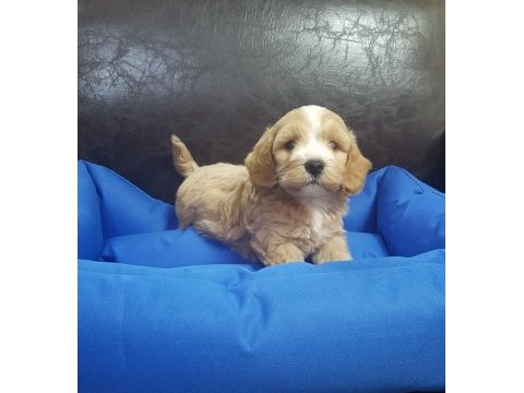 İnanılmaz güzellikte maltipoo yavrular