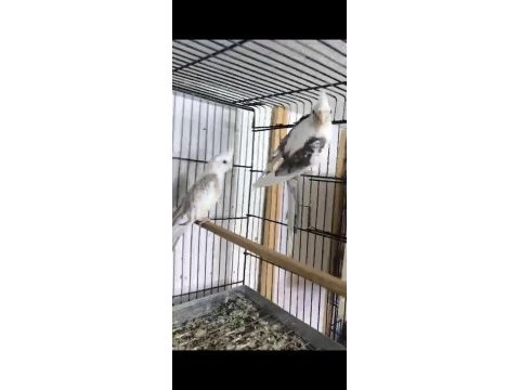 Çok sağlıklı bilezikli genç takım sultan papağanı