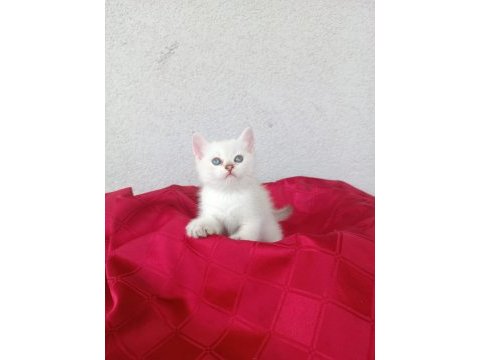 British shorthair yavruları