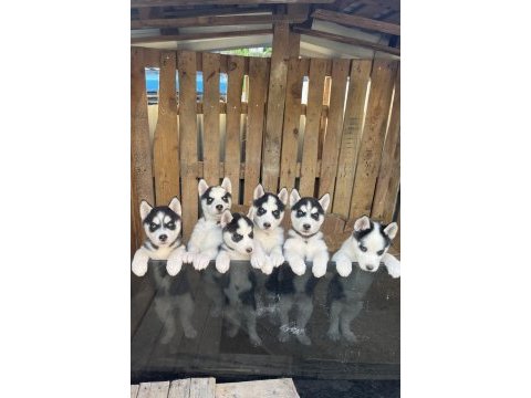 A kalite sibirya (husky) yavrular