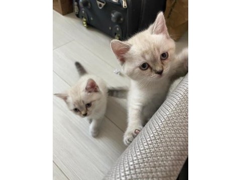 British shorthair silver point yavrular