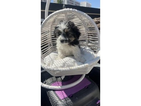 Bebek terrier yavrumuz