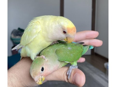 Cremio sevda yavru 4 aylık kırmızı gözler