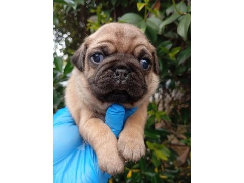 A kalite evsane pug mops bebekler sıfır burun gül kuyruk