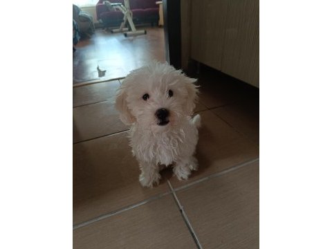 Maltese yavru 3 aylık