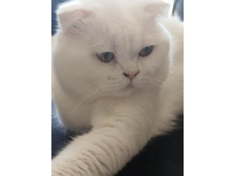 Beyaz scottish fold erkek