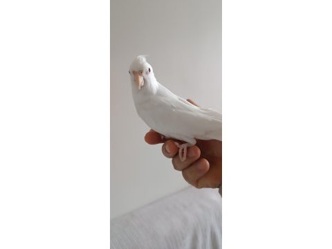 Evcil erkek albino sultan papağanı