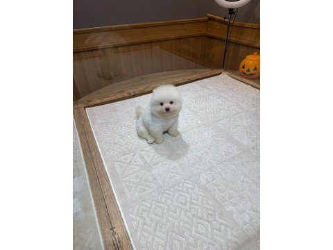 Pomeranian boo yavrularımız için ulaşın