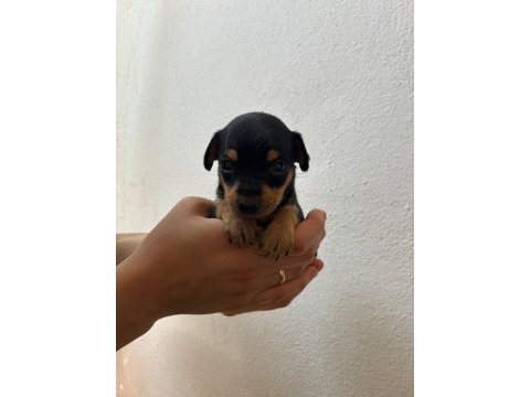 Minyatür pinscher safkan